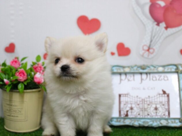 兵庫県のハーフ犬・ミックス犬 (ペット・プラザ アミーゴ尼崎昭和通店/2025年11月13日生まれ/男の子/クリーム)の子犬の3枚目の画像