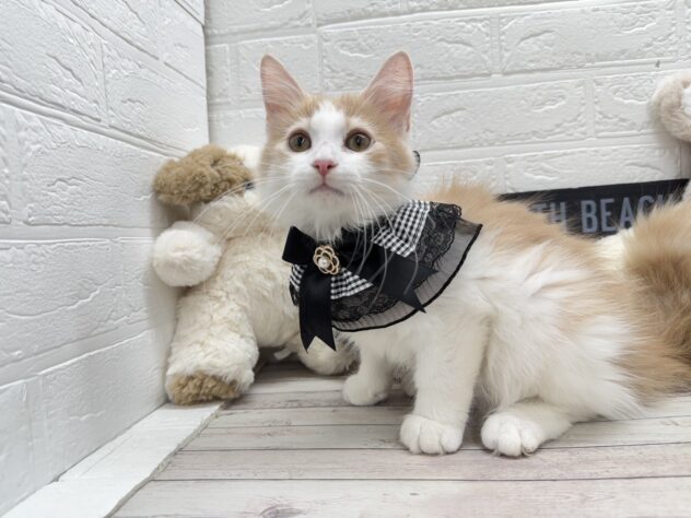 岡山県のノルウェージャンフォレストキャット (ワンキャラット アミーゴ岡南店/2025年9月15日生まれ/男の子/クリームタビーホワイト)の子猫の2枚目の画像