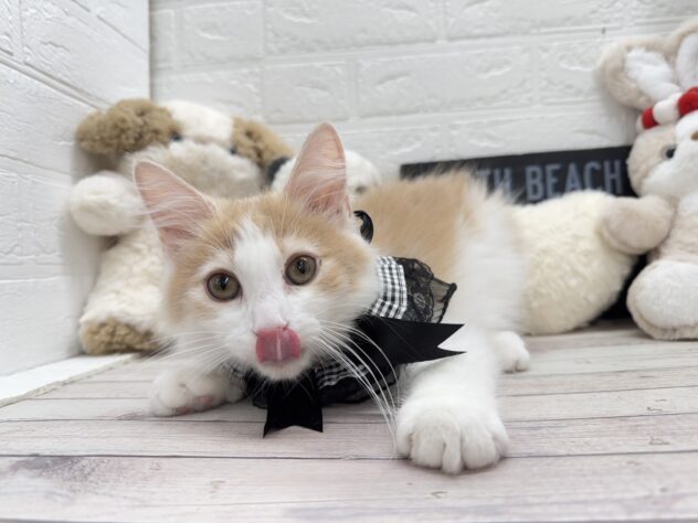 岡山県のノルウェージャンフォレストキャット (ワンキャラット アミーゴ岡南店/2025年9月15日生まれ/男の子/クリームタビーホワイト)の子猫の4枚目の画像