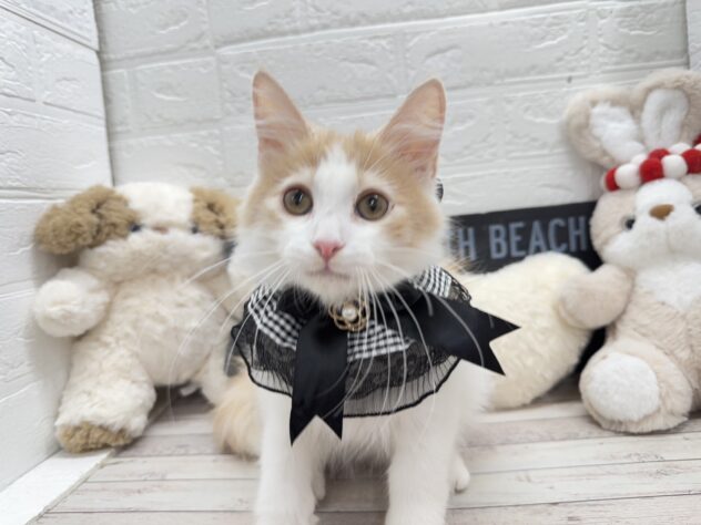 岡山県のノルウェージャンフォレストキャット (ワンキャラット アミーゴ岡南店/2025年9月15日生まれ/男の子/クリームタビーホワイト)の子猫の3枚目の画像