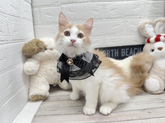 岡山県のノルウェージャンフォレストキャット (ワンキャラット アミーゴ岡南店/2025年9月15日生まれ/男の子/クリームタビーホワイト)の子猫の1枚目の画像