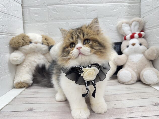 岡山県のスコティッシュフォールド (ワンキャラット アミーゴ岡南店/2025年10月17日生まれ/男の子/ブラウンタビーホワイト)の子猫の2枚目の画像