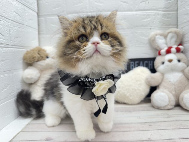 岡山県のスコティッシュフォールド (ワンキャラット アミーゴ岡南店/2025年10月17日生まれ/男の子/ブラウンタビーホワイト)の子猫の3枚目の画像