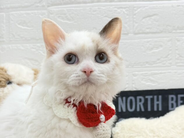 岡山県のセルカークレックス (ワンキャラット アミーゴ岡南店/2025年8月24日生まれ/女の子/トーティーポイント)の子猫の1枚目の画像