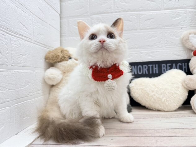 岡山県のセルカークレックス (ワンキャラット アミーゴ岡南店/2025年8月24日生まれ/女の子/トーティーポイント)の子猫の2枚目の画像