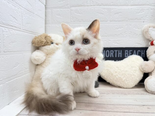 岡山県のセルカークレックス (ワンキャラット アミーゴ岡南店/2025年8月24日生まれ/女の子/トーティーポイント)の子猫の3枚目の画像