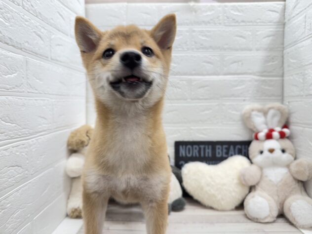 岡山県の豆柴 (ワンキャラット アミーゴ岡南店/2025年9月16日生まれ/女の子/赤)の子犬の2枚目の画像