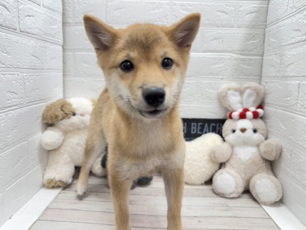 岡山県の豆柴 (ワンキャラット アミーゴ岡南店/2025年9月16日生まれ/女の子/赤)の子犬の1枚目の画像