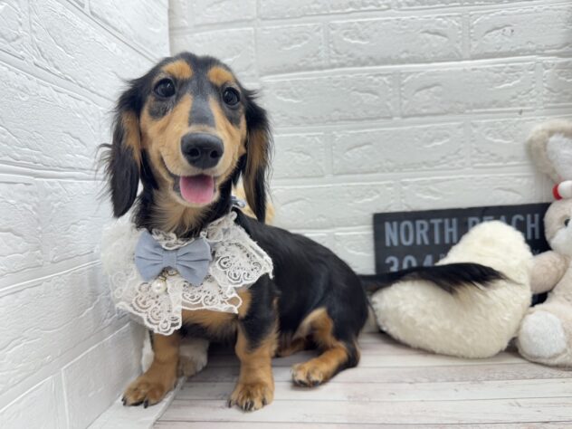 岡山県のミニチュアダックスフンド(ロング) (ワンキャラット アミーゴ岡南店/2025年8月7日生まれ/女の子/ブラックタン)の子犬