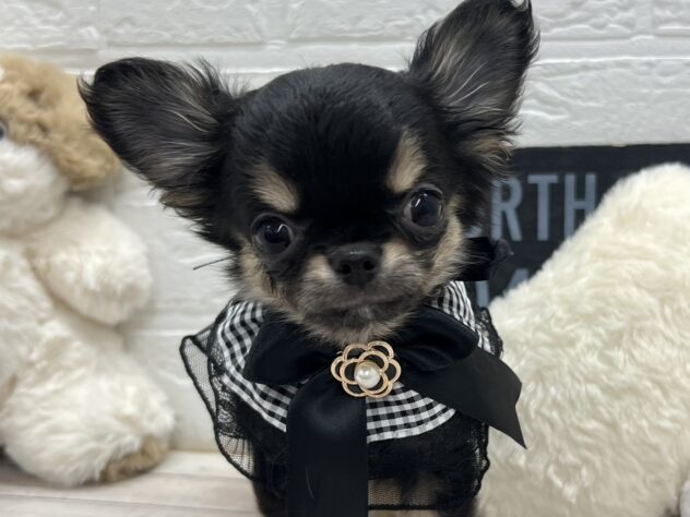 岡山県のチワワ(ロング) (ワンキャラット アミーゴ岡南店/2026年11月3日生まれ/男の子/ブラックタン)の子犬の1枚目の画像