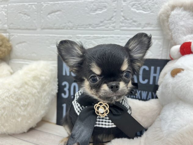 岡山県のチワワ(ロング) (ワンキャラット アミーゴ岡南店/2026年11月3日生まれ/男の子/ブラックタン)の子犬の2枚目の画像