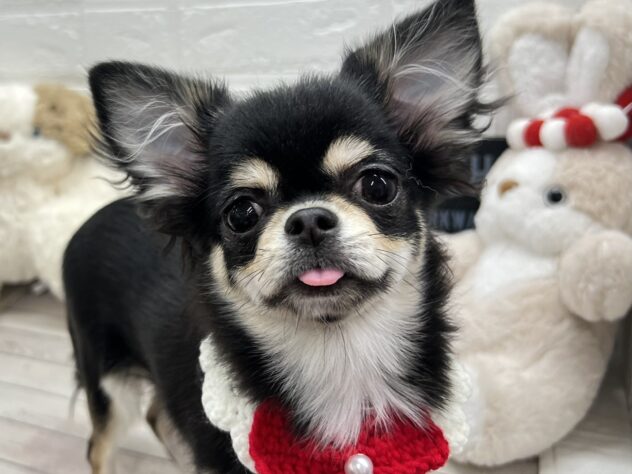 岡山県のチワワ(ロング) (ワンキャラット アミーゴ岡南店/2025年7月24日生まれ/女の子/ブラッククリーム)の子犬の1枚目の画像