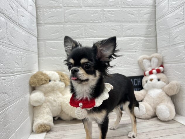 岡山県のチワワ(ロング) (ワンキャラット アミーゴ岡南店/2025年7月24日生まれ/女の子/ブラッククリーム)の子犬の2枚目の画像