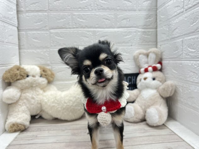 岡山県のチワワ(ロング) (ワンキャラット アミーゴ岡南店/2025年7月24日生まれ/女の子/ブラッククリーム)の子犬の3枚目の画像