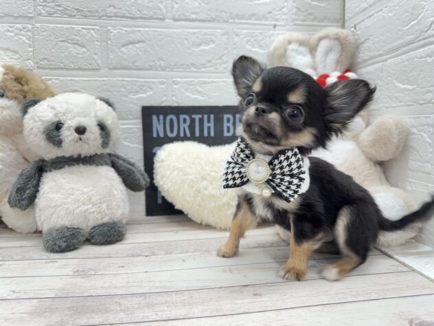 岡山県のチワワ(ロング) (ワンキャラット アミーゴ岡南店/2026年11月3日生まれ/男の子/ブラックタン)の子犬の3枚目の画像