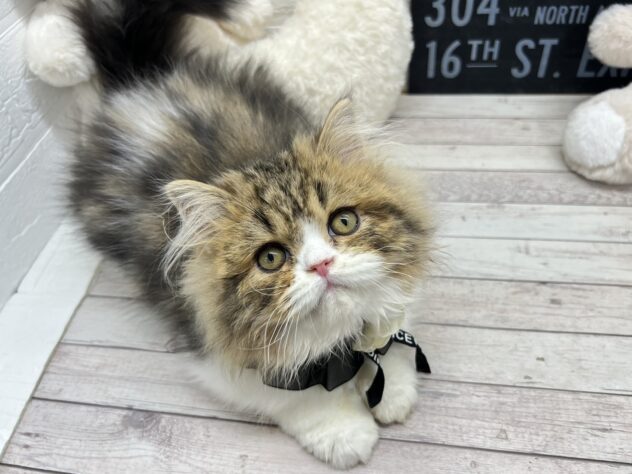 岡山県のスコティッシュフォールド (ワンキャラット アミーゴ岡南店/2025年10月17日生まれ/男の子/ブラウンタビーホワイト)の子猫の4枚目の画像