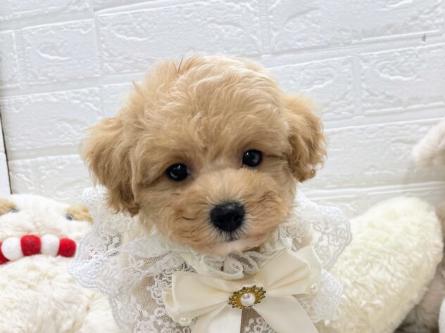 岡山県のビションプー(ビションフリーゼ×プードル) (ワンキャラット アミーゴ岡南店/2025年11月23日生まれ/女の子/クリーム)の子犬の1枚目の画像