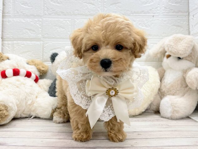 岡山県のビションプー(ビションフリーゼ×プードル) (ワンキャラット アミーゴ岡南店/2025年11月23日生まれ/女の子/クリーム)の子犬の2枚目の画像