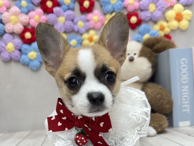 岡山県のハーフ犬・ミックス犬 (ワンキャラット アミーゴ高屋店/2025年11月5日生まれ/女の子/ホワイトブラウン)の子犬の1枚目の画像