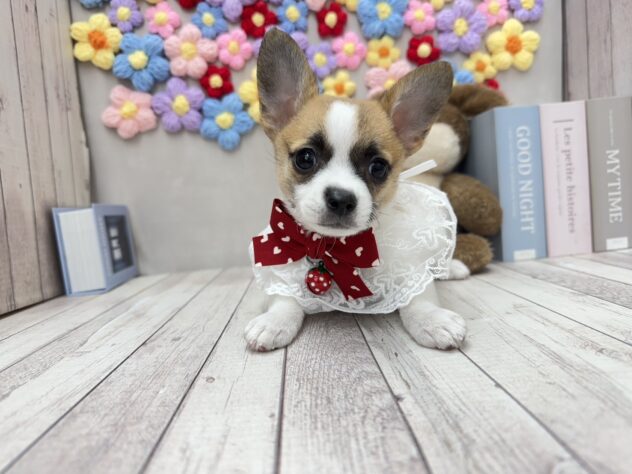 岡山県のハーフ犬・ミックス犬 (ワンキャラット アミーゴ高屋店/2025年11月5日生まれ/女の子/ホワイトブラウン)の子犬の3枚目の画像