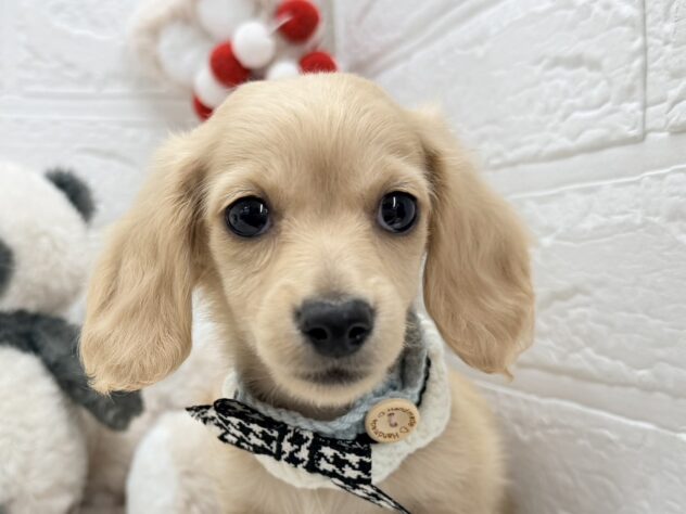 岡山県のカニンヘンダックスフンド(ロング) (ワンキャラット アミーゴ岡南店/2025年11月25日生まれ/男の子/イエロー)の子犬の1枚目の画像