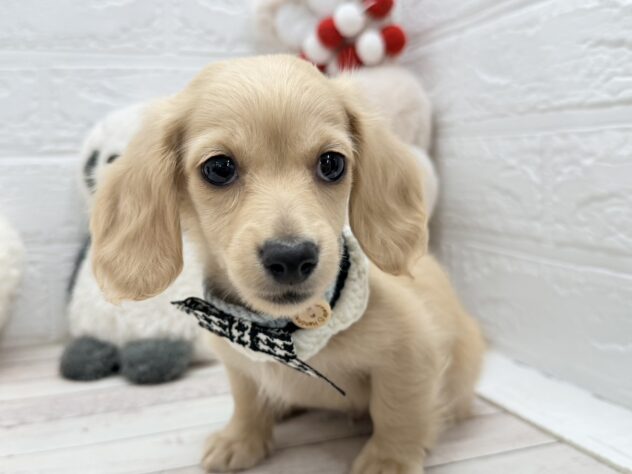 岡山県のカニンヘンダックスフンド(ロング) (ワンキャラット アミーゴ岡南店/2025年11月25日生まれ/男の子/イエロー)の子犬の2枚目の画像