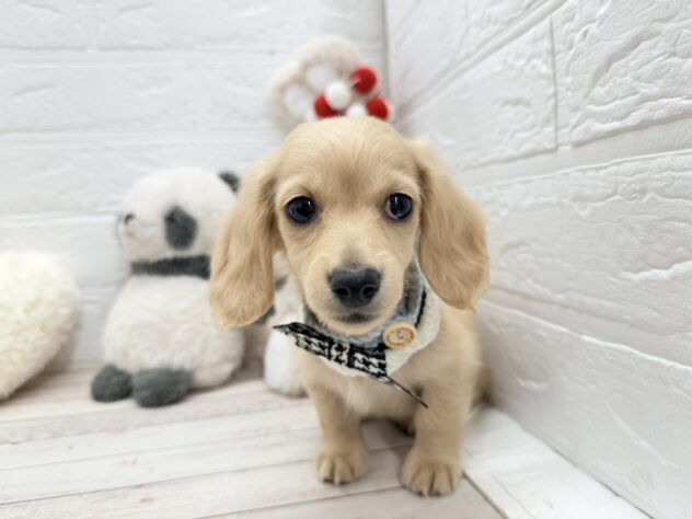 岡山県のカニンヘンダックスフンド(ロング) (ワンキャラット アミーゴ岡南店/2025年11月25日生まれ/男の子/イエロー)の子犬の3枚目の画像