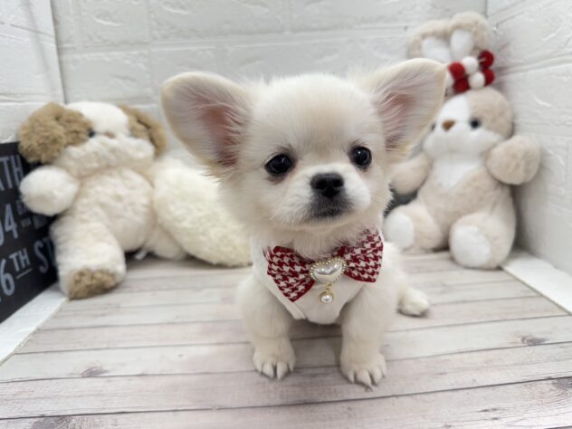 岡山県のハーフ犬・ミックス犬 (ワンキャラット アミーゴ岡南店/2025年11月15日生まれ/女の子/その他色)の子犬の1枚目の画像