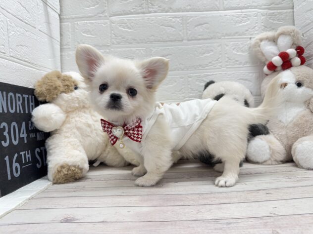 岡山県のハーフ犬・ミックス犬 (ワンキャラット アミーゴ岡南店/2025年11月15日生まれ/女の子/その他色)の子犬の3枚目の画像