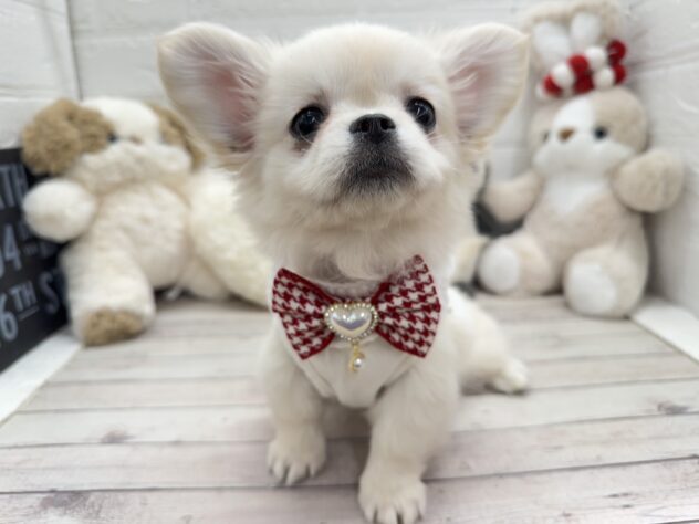 岡山県のハーフ犬・ミックス犬 (ワンキャラット アミーゴ岡南店/2025年11月15日生まれ/女の子/その他色)の子犬の4枚目の画像