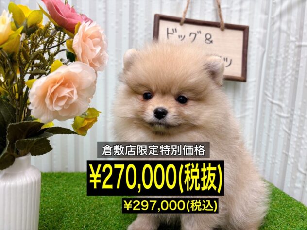 岡山県のポメラニアン (アミーゴ倉敷店/2025年9月23日生まれ/女の子/クリームセーブル)の子犬の1枚目の画像