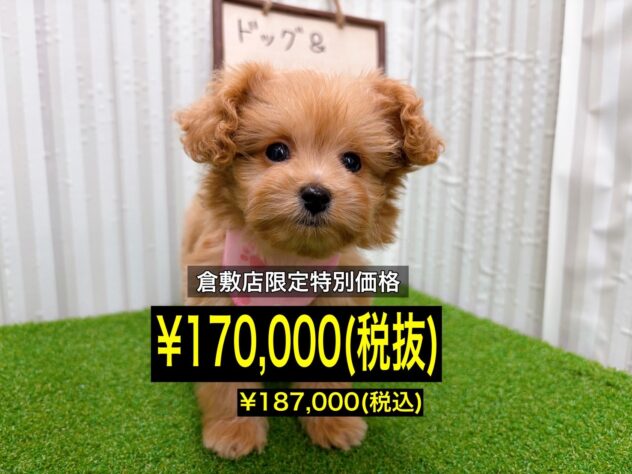 岡山県のハーフ犬・ミックス犬 (アミーゴ倉敷店/2025年10月18日生まれ/女の子/アプリコット)の子犬の1枚目の画像