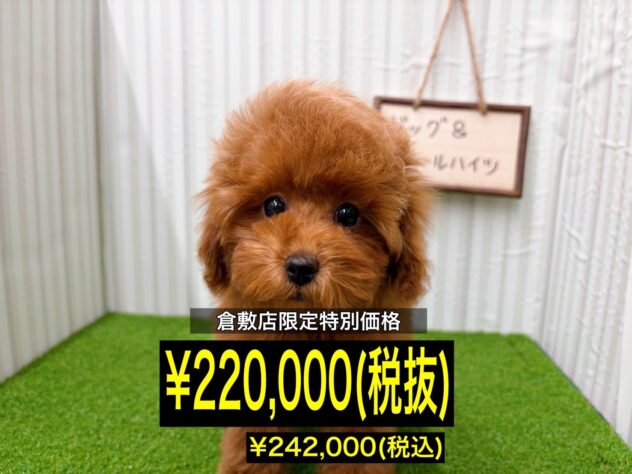 岡山県のトイプードル(トイ) (アミーゴ倉敷店/2025年10月18日生まれ/女の子/レッド)の子犬