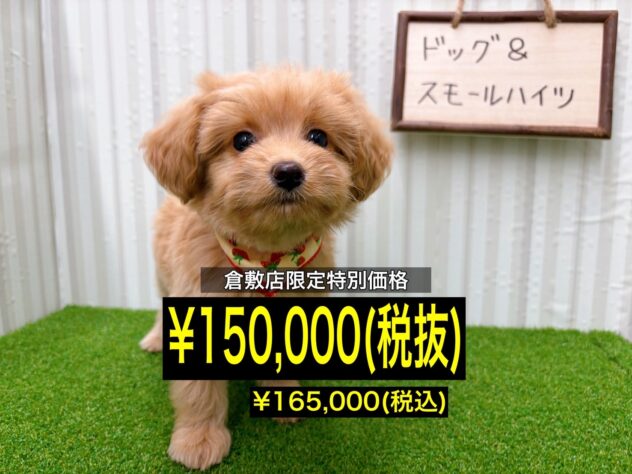 岡山県のハーフ犬・ミックス犬 (アミーゴ倉敷店/2025年10月18日生まれ/女の子/アプリコット)の子犬の1枚目の画像
