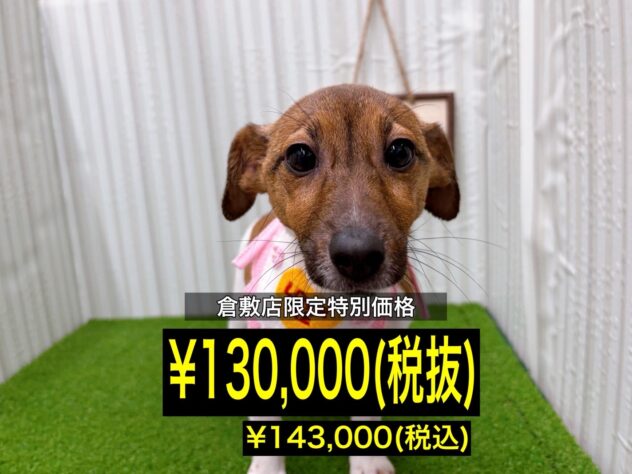 岡山県のジャックラッセルテリア (アミーゴ倉敷店/2025年7月29日生まれ/女の子/タンホワイト)の子犬の1枚目の画像