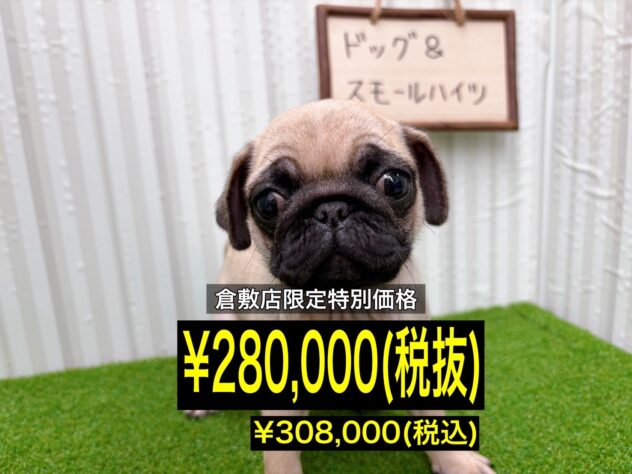 岡山県のパグ (アミーゴ倉敷店/2025年11月10日生まれ/女の子/フォーン)の子犬