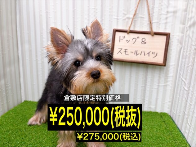 岡山県のヨークシャーテリア (アミーゴ倉敷店/2025年9月13日生まれ/女の子/スチールブルータン)の子犬の1枚目の画像