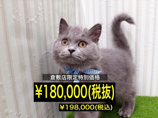 岡山県のブリティッシュショートヘアー (アミーゴ倉敷店/2025年10月30日生まれ/男の子/ブルー)の子猫の1枚目の画像