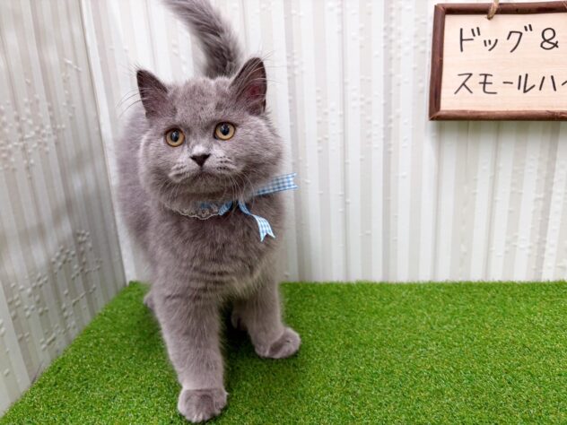 岡山県のブリティッシュショートヘアー (アミーゴ倉敷店/2025年10月30日生まれ/男の子/ブルー)の子猫の2枚目の画像