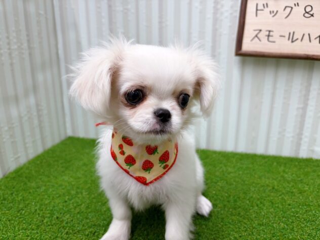 岡山県のハーフ犬・ミックス犬 (アミーゴ倉敷店/2025年10月5日生まれ/女の子/ホワイト)の子犬の2枚目の画像