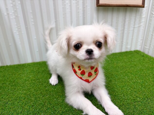 岡山県のハーフ犬・ミックス犬 (アミーゴ倉敷店/2025年10月5日生まれ/女の子/ホワイト)の子犬の3枚目の画像