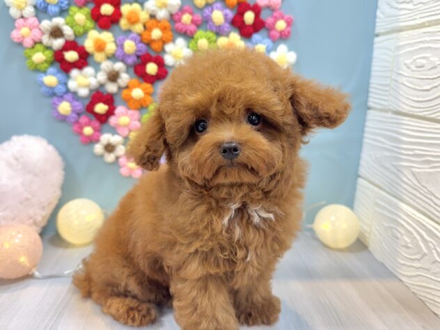 兵庫県のトイプードル(トイ) (ワンキャラット アミーゴ姫路飾磨店/2025年11月13日生まれ/男の子/レッドフォーン)の子犬の2枚目の画像