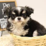 兵庫県のチワワ(ロング) (ペット・プラザ アミーゴつかしん店/2025年5月12日生まれ/女の子/トライカラー)の子犬の3枚目の画像