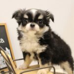 兵庫県のチワワ(ロング) (ペット・プラザ アミーゴつかしん店/2025年5月12日生まれ/女の子/トライカラー)の子犬の2枚目の画像