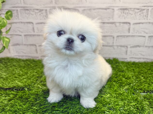 岡山県のペキニーズ (アミーゴ妹尾店/2025年11月28日生まれ/女の子/ホワイト)の子犬