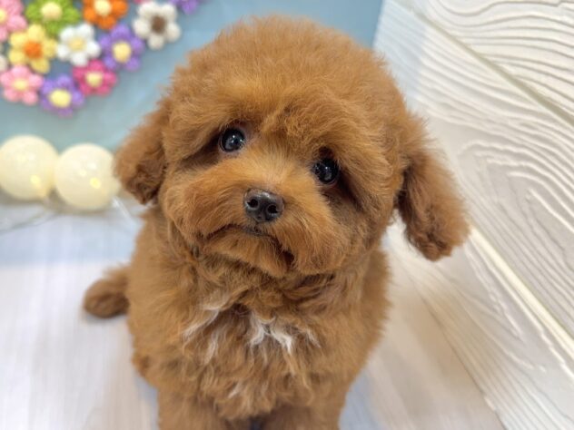 兵庫県のトイプードル(トイ) (ワンキャラット アミーゴ姫路飾磨店/2025年11月13日生まれ/男の子/レッドフォーン)の子犬の1枚目の画像