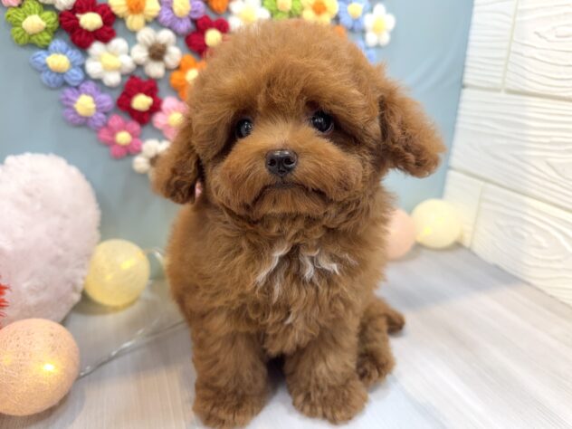 兵庫県のトイプードル(トイ) (ワンキャラット アミーゴ姫路飾磨店/2025年11月13日生まれ/男の子/レッドフォーン)の子犬の3枚目の画像