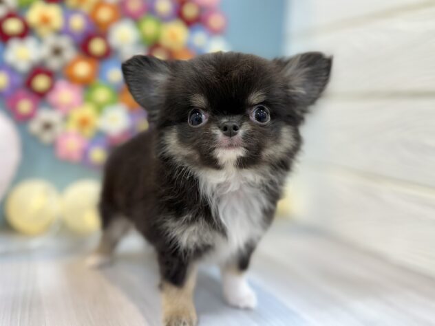 兵庫県のチワワ(ロング) (ワンキャラット アミーゴ姫路飾磨店/2025年11月26日生まれ/男の子/ブラッククリームホワイト)の子犬の2枚目の画像