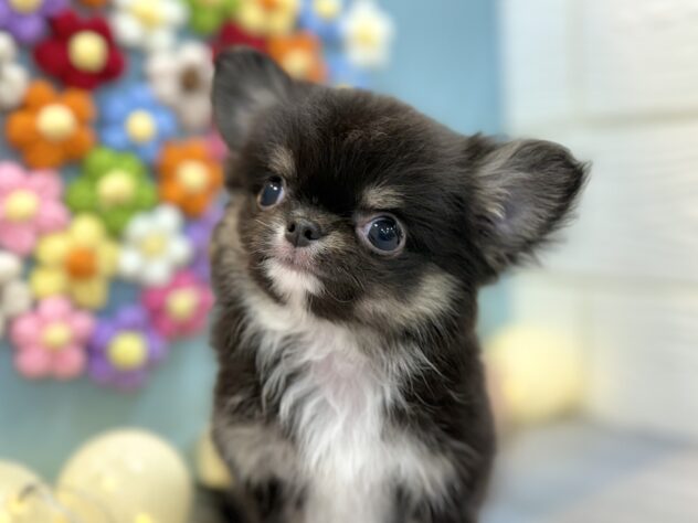 兵庫県のチワワ(ロング) (ワンキャラット アミーゴ姫路飾磨店/2025年11月26日生まれ/男の子/ブラッククリームホワイト)の子犬の3枚目の画像