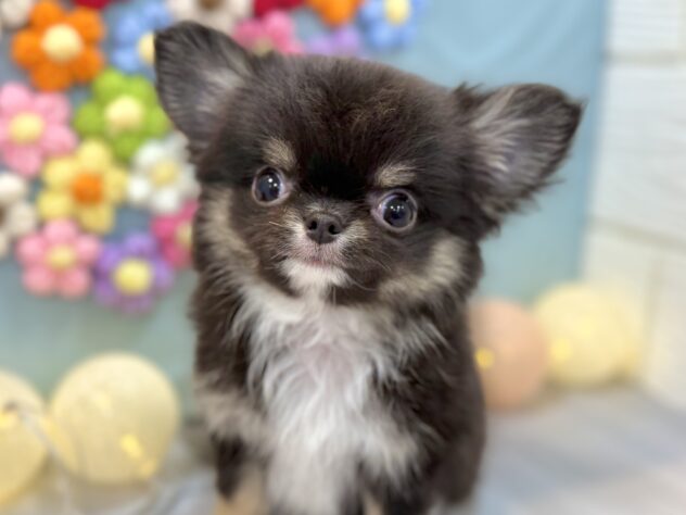 兵庫県のチワワ(ロング) (ワンキャラット アミーゴ姫路飾磨店/2025年11月26日生まれ/男の子/ブラッククリームホワイト)の子犬の1枚目の画像